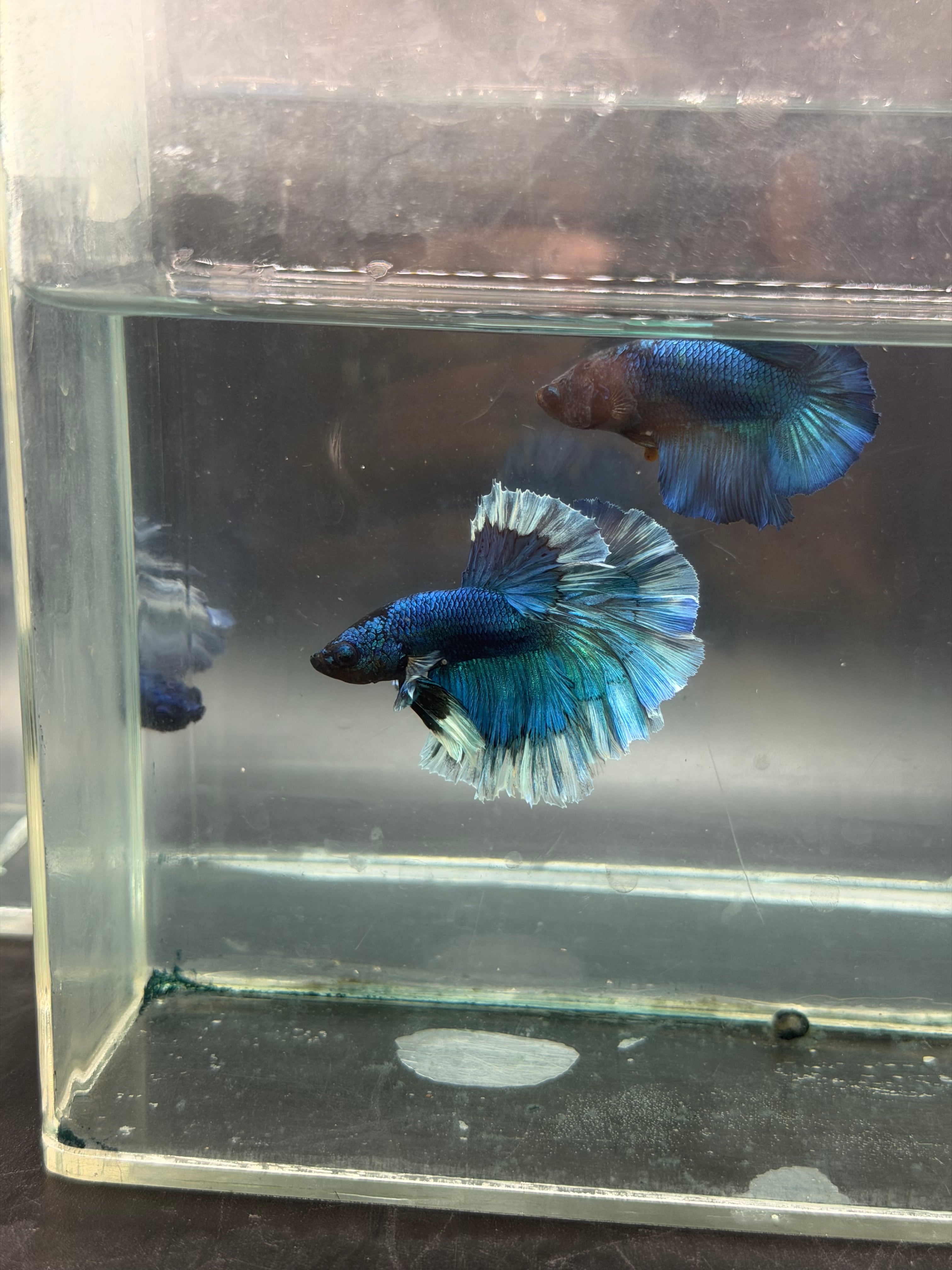 Rare-betta butterfly macho y hembra (💯x💯 real foto)