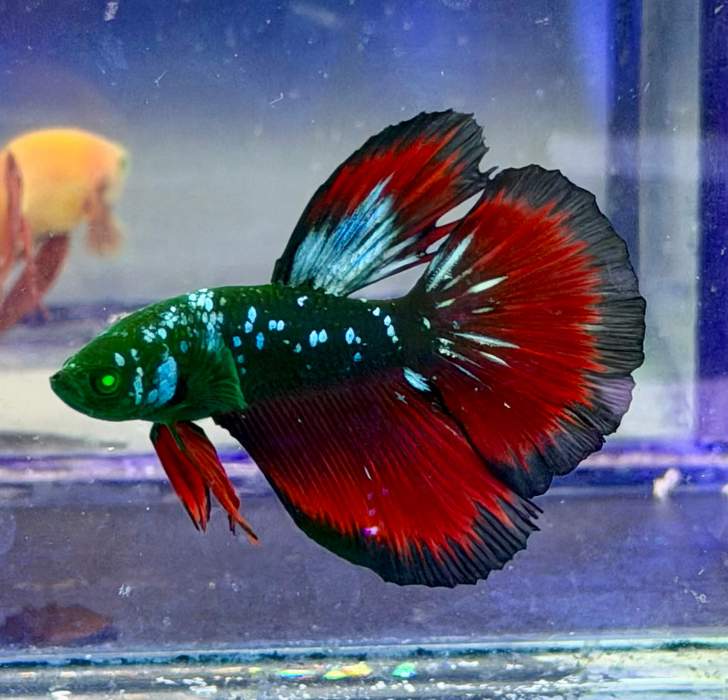5 pareja de bettas raros