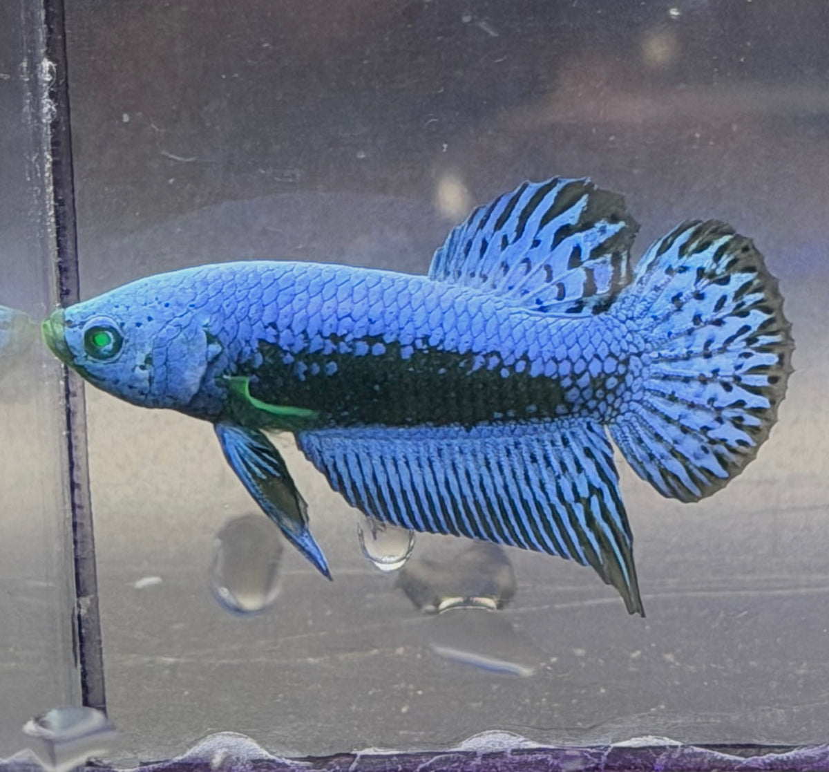 Raro-Betta alíen samurai Hulk