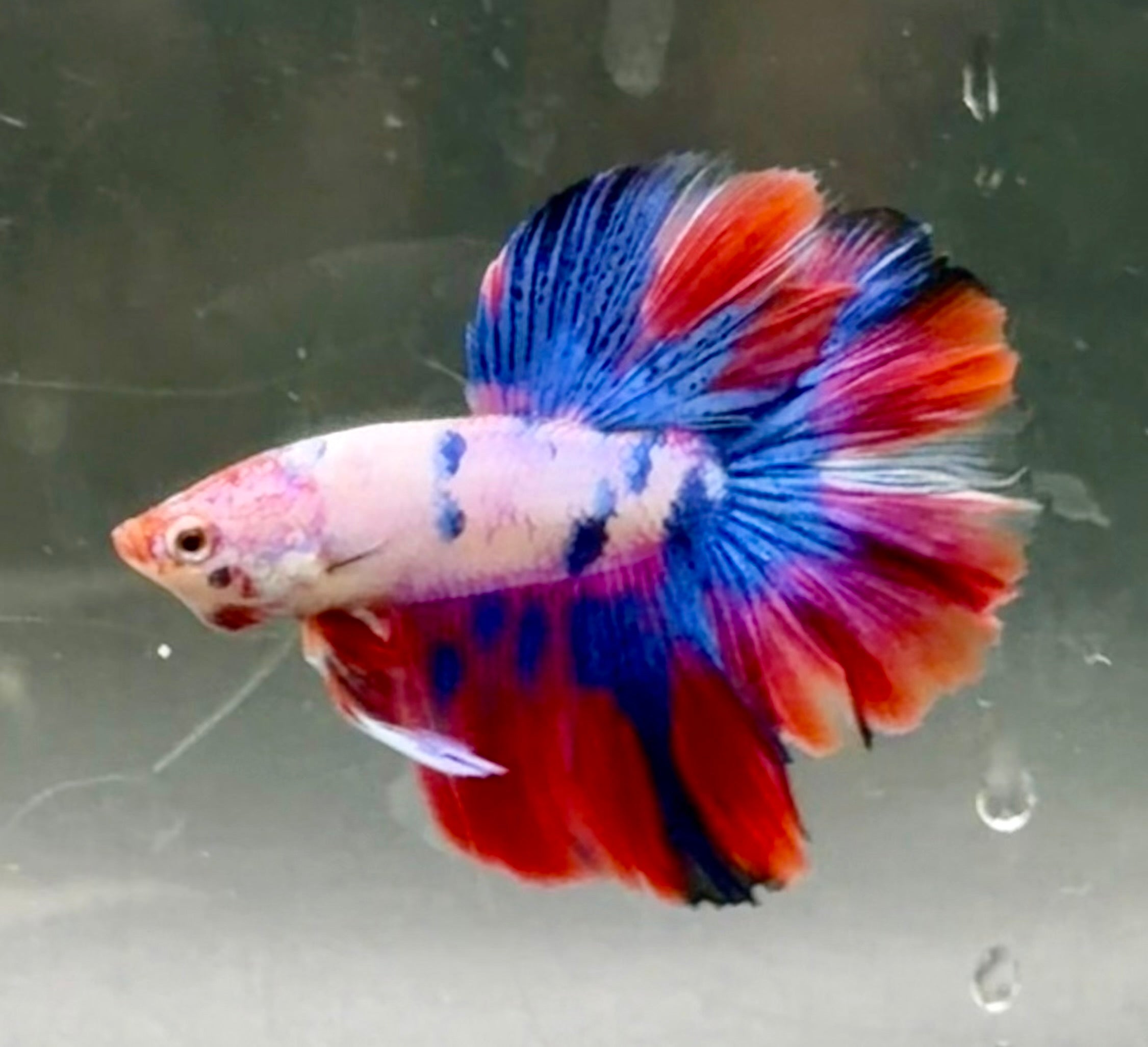 3 pareja multicolor
