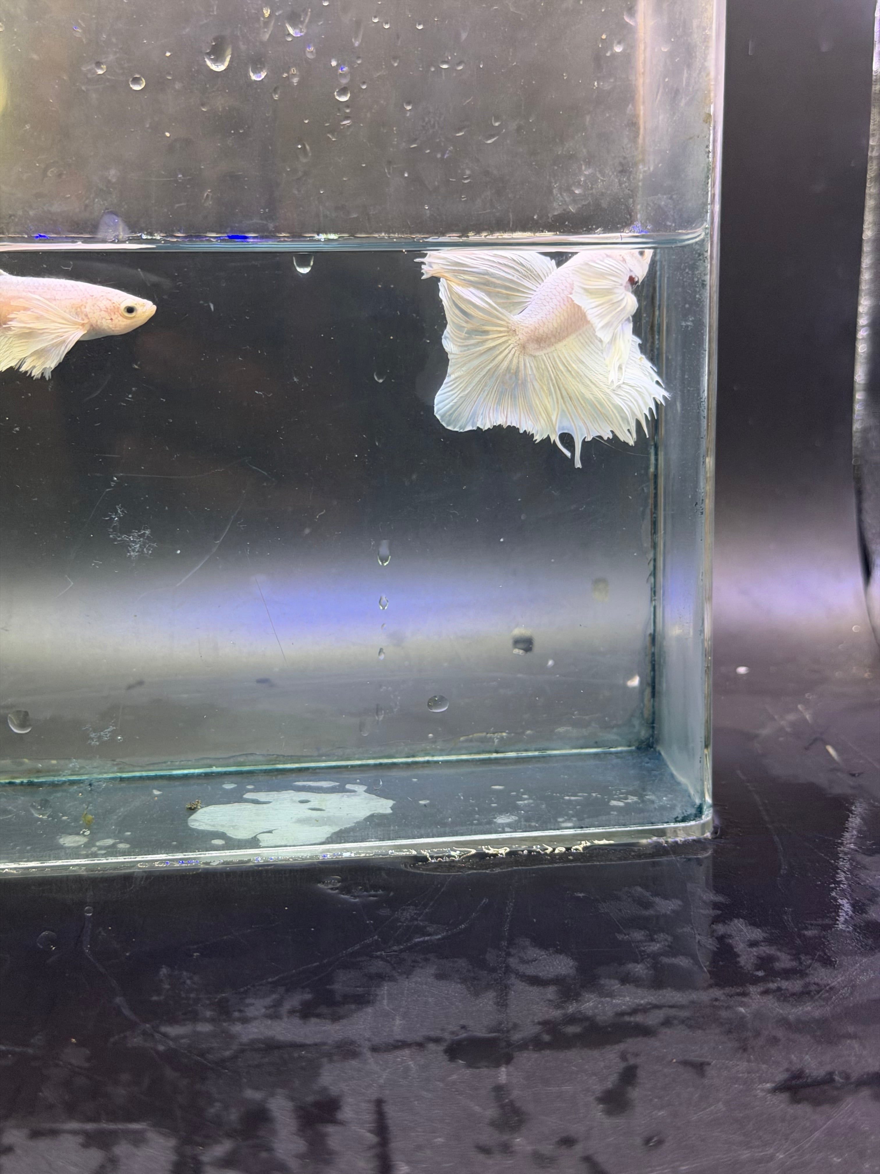 Calidad súperior-betta Dumbo macho y hembra