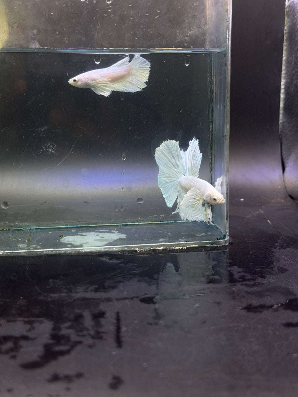 Calidad súperior-betta Dumbo macho y hembra