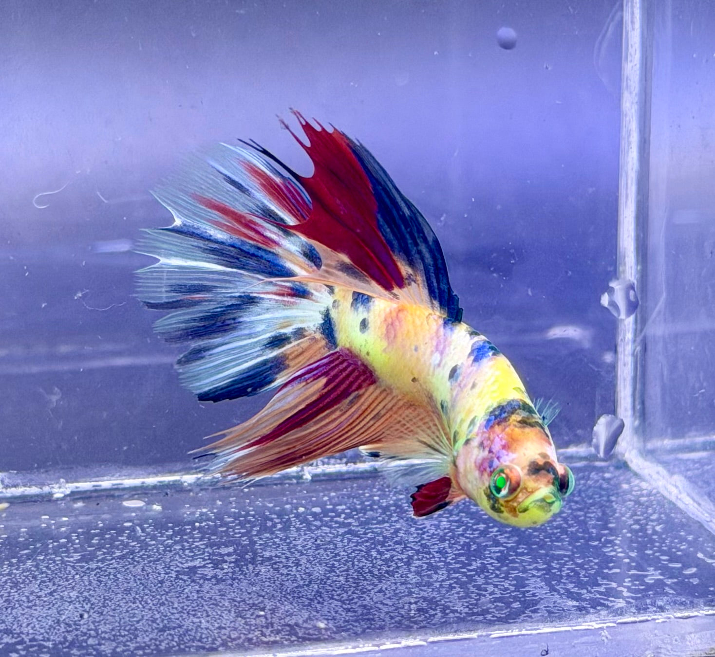 Pareja bettas koi neon raro