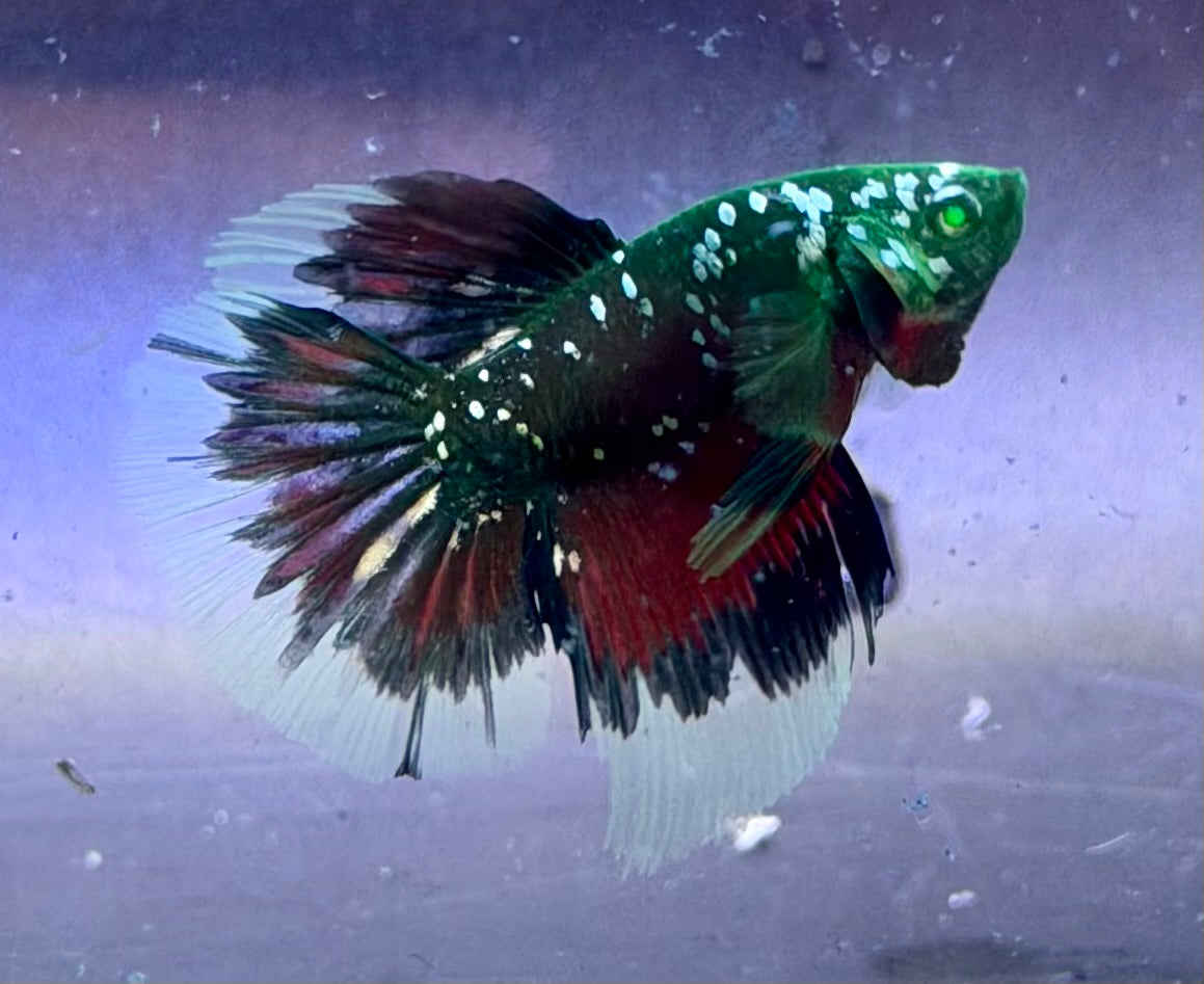 Betta galaxy hulk