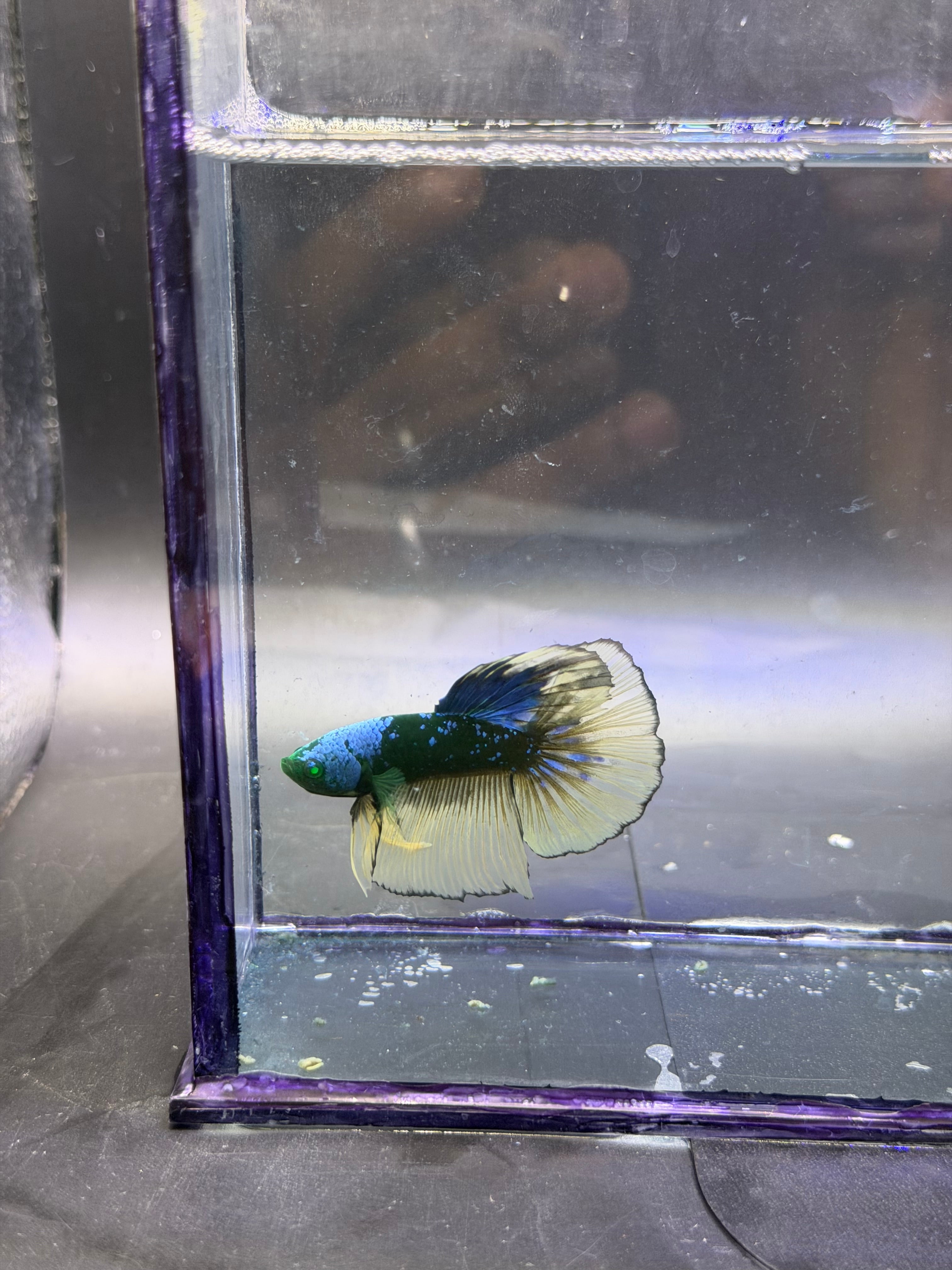 Betta galaxy yellow hulk