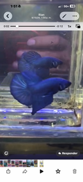 Betta azul sólido hmpk