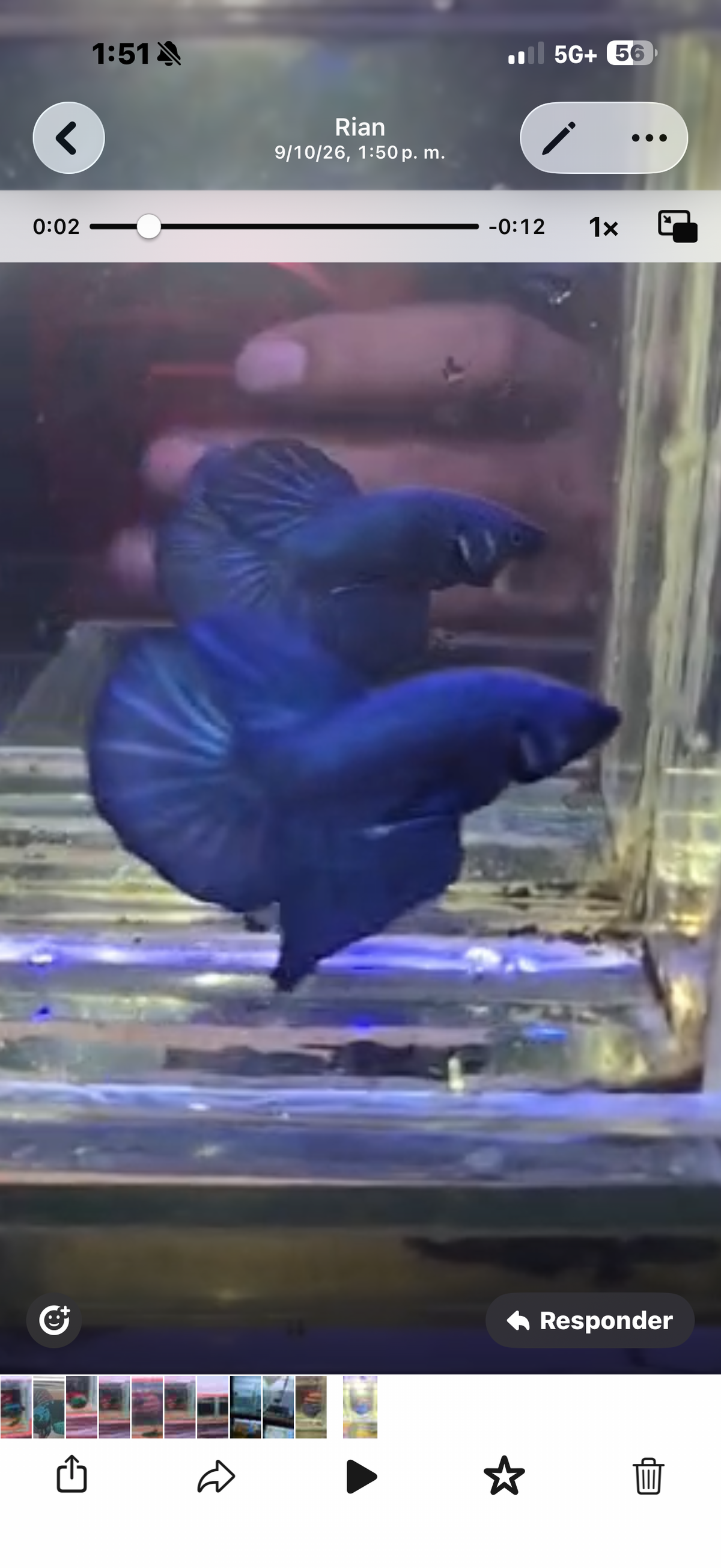 Betta azul sólido hmpk