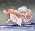 Betta dumbo hmpk multi