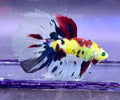 Rare-betta multicolor neón Hulk macho (💯x💯 real foto)