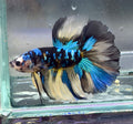 betta Galaxy yellow macho(💯x💯 real foto)