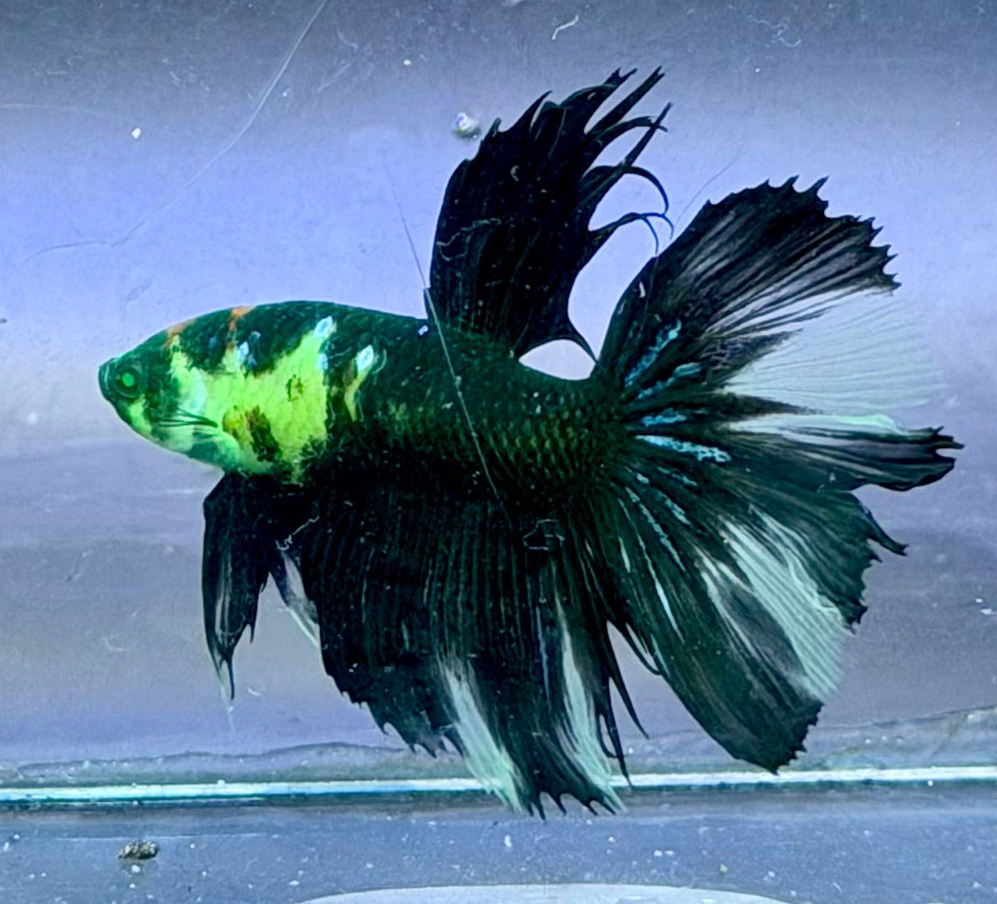 Rare-betta koi black neon 1 macho (💯x💯 real foto)