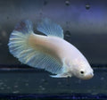 Betta hembra (foto real 100%)