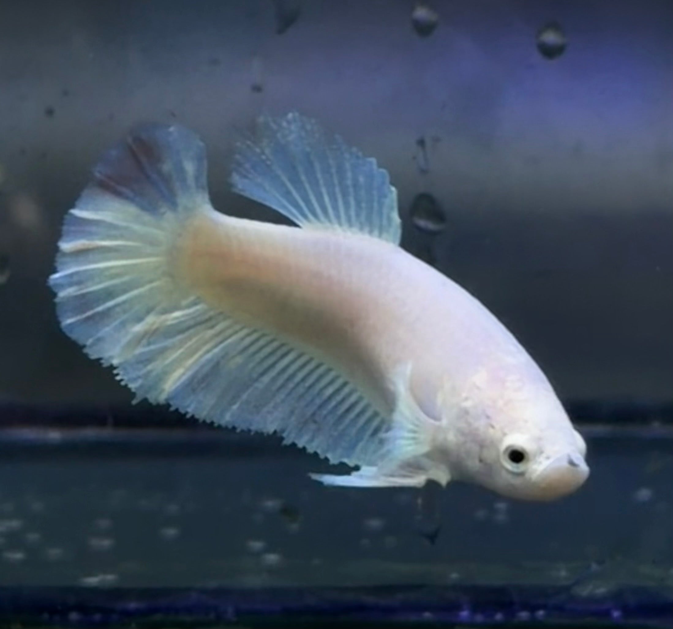 Betta hembra (foto real 100%)