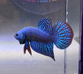 Betta alíen azul wildbetta