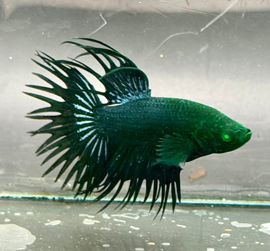 6 bettas