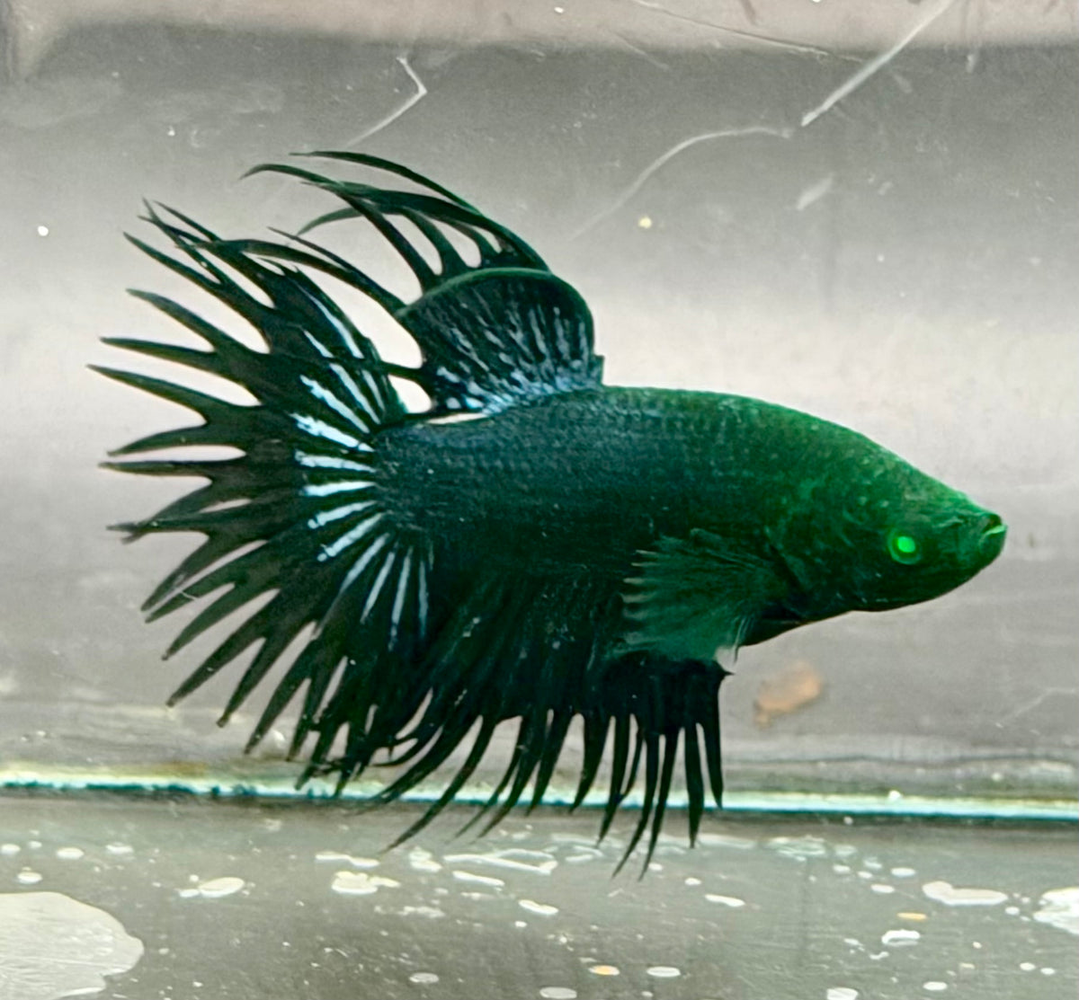 6 bettas
