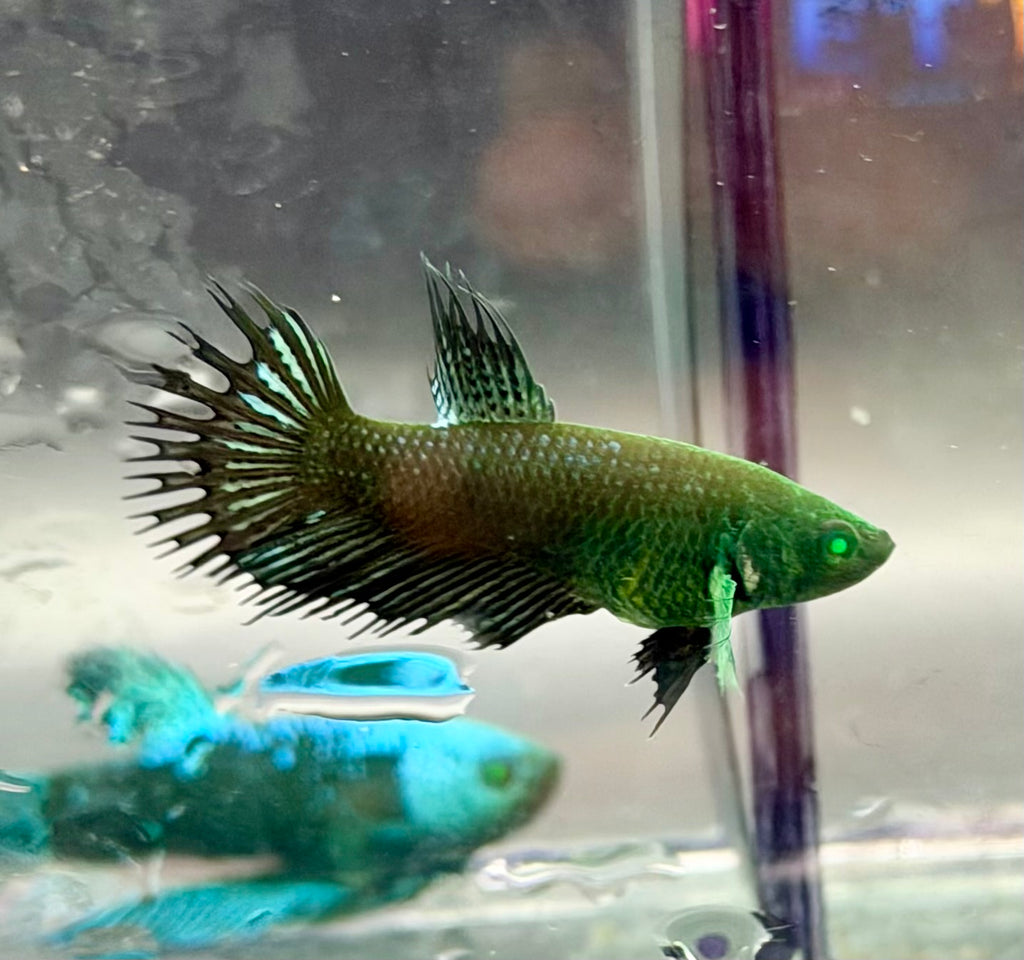 Raro-Betta Cronwtail hembra