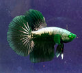 Betta 2 parejas Hulk samurai
