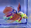 Rare-betta multi neón macho