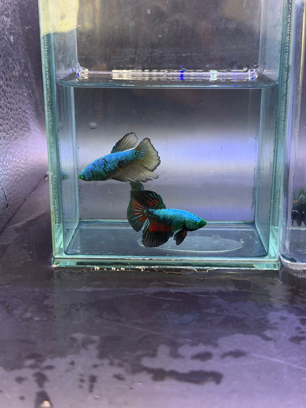 Rare-betta samurai avatar 1 macho (💯x💯 real foto)