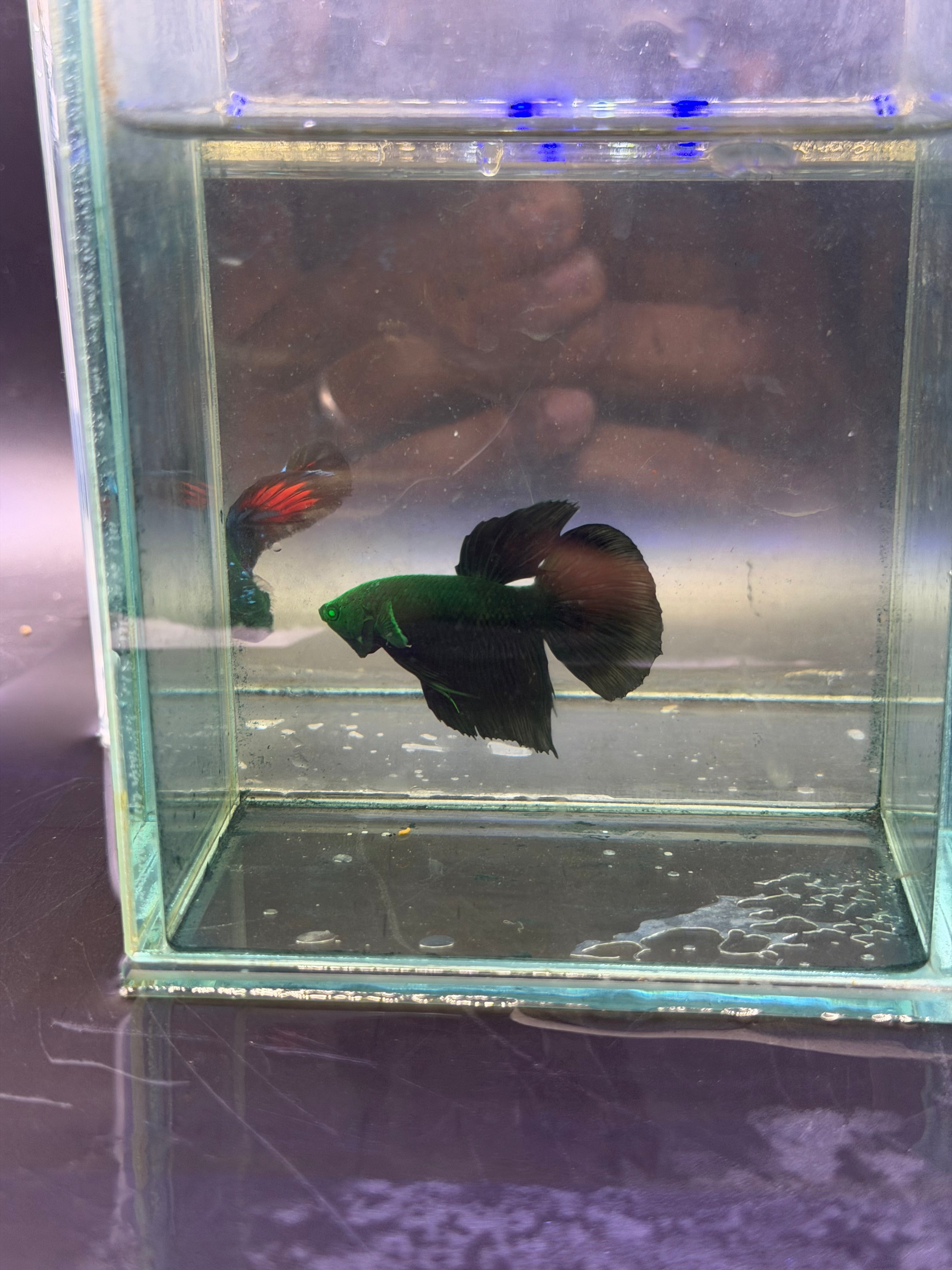 Betta black hulk hm