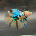 Betta Galaxy yellow pareja ( 100% real foto)
