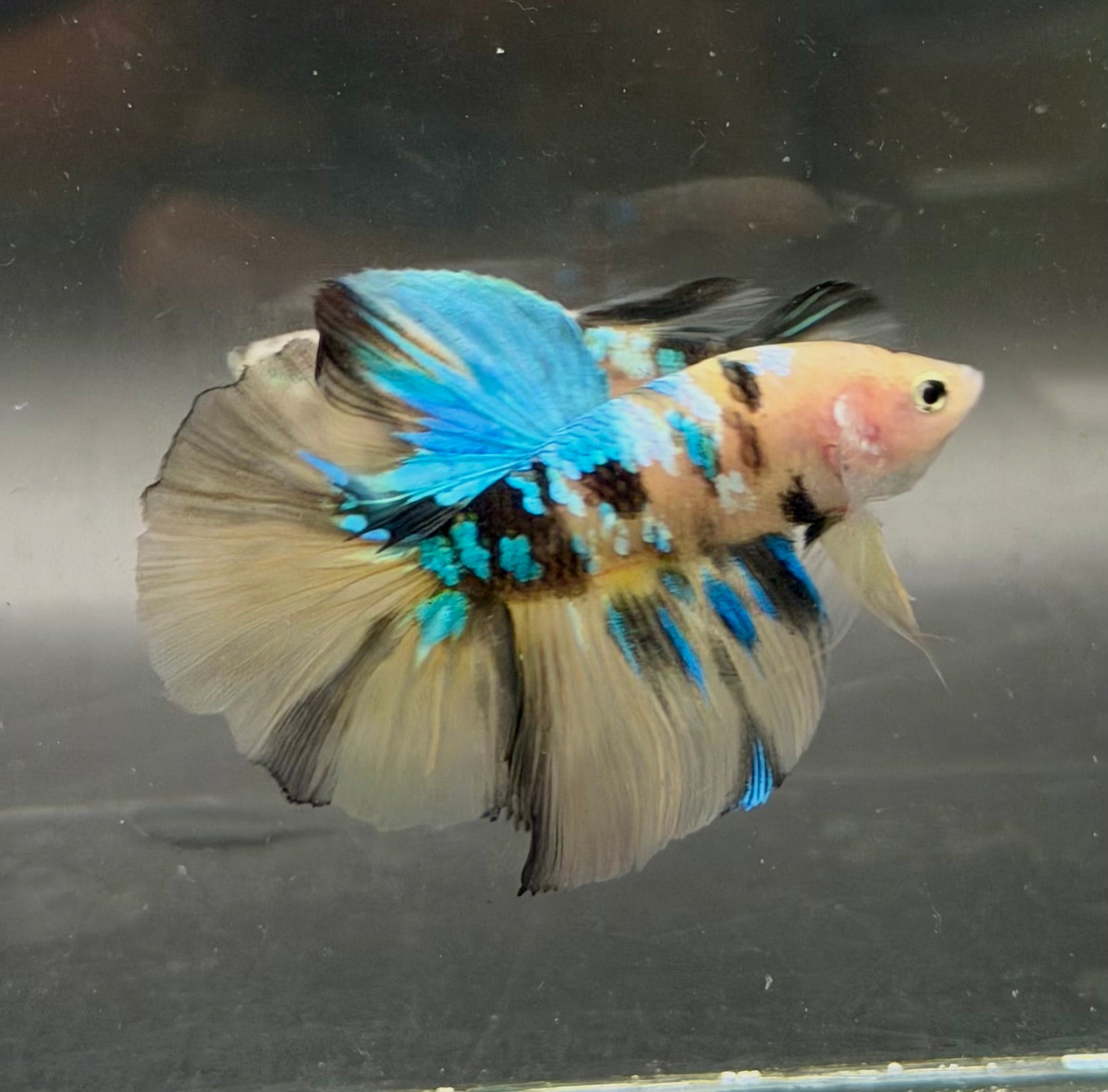 Betta Galaxy yellow pareja ( 100% real foto)