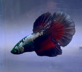 Rare-betta samurai Hulk 1 macho (💯x💯 real foto)