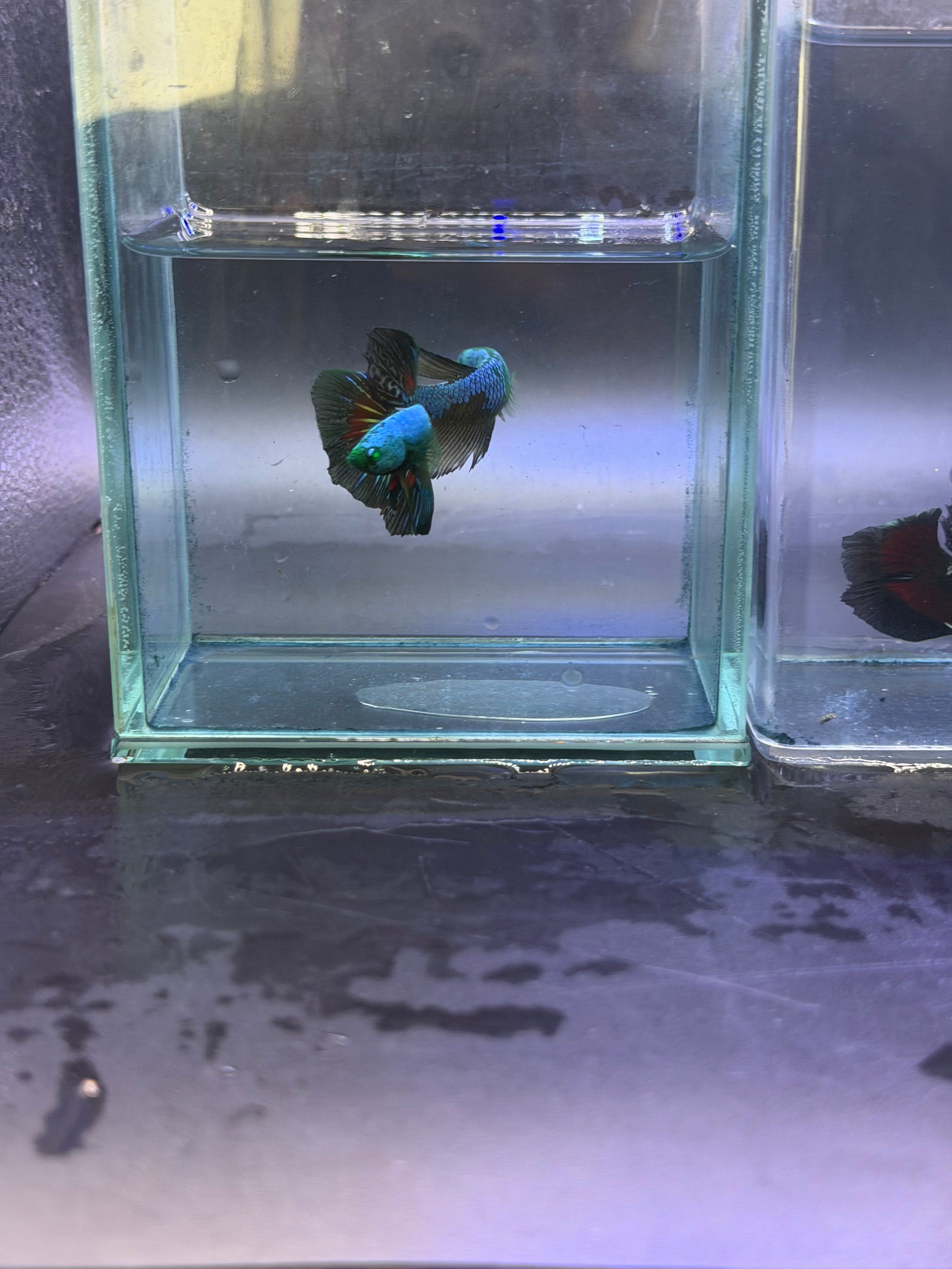 Rare-betta samurai avatar 1 macho (💯x💯 real foto)