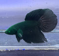 Betta black hulk pareja