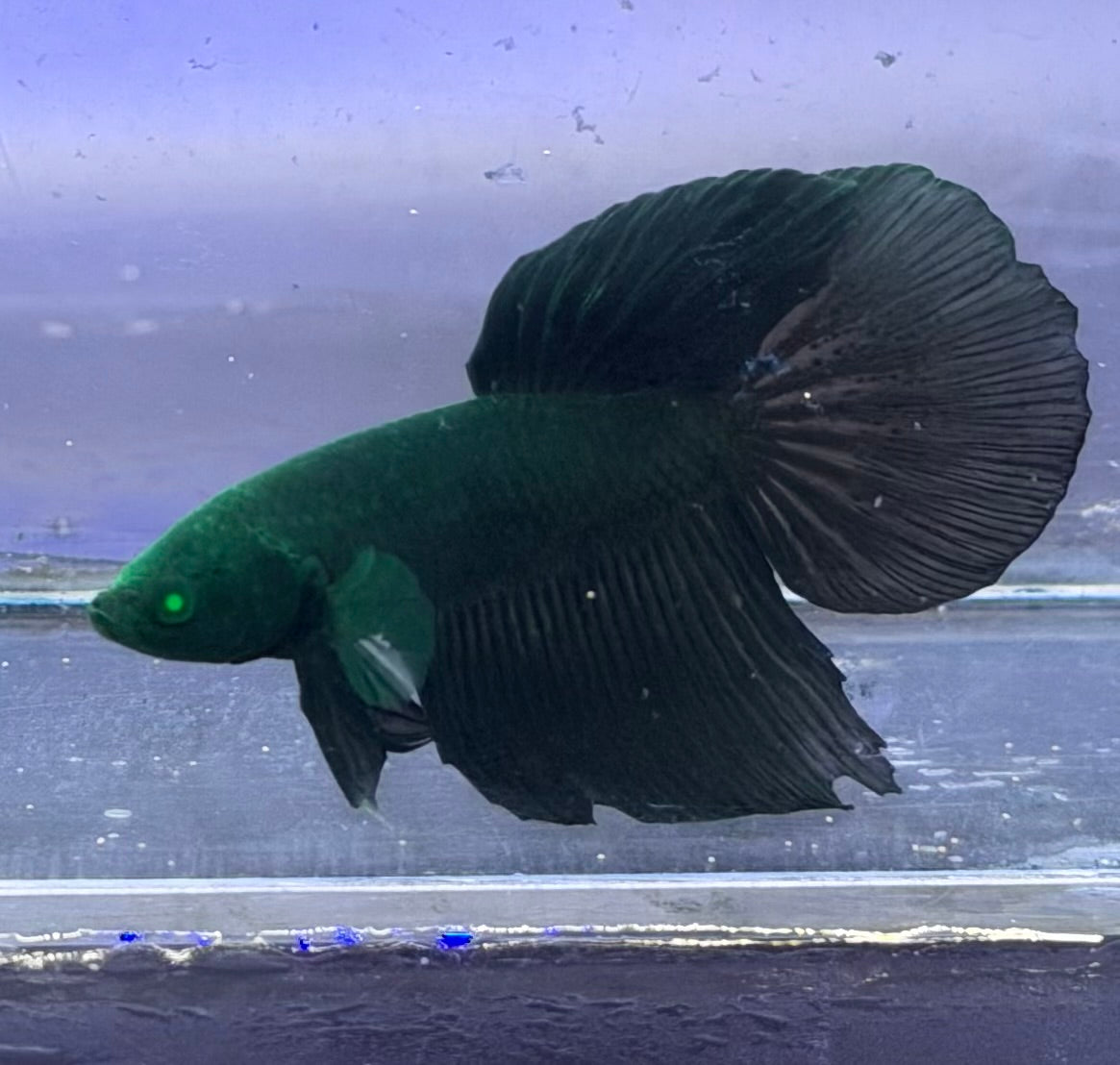 Betta black hulk pareja