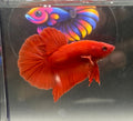 Betta Full Red hmpk macho