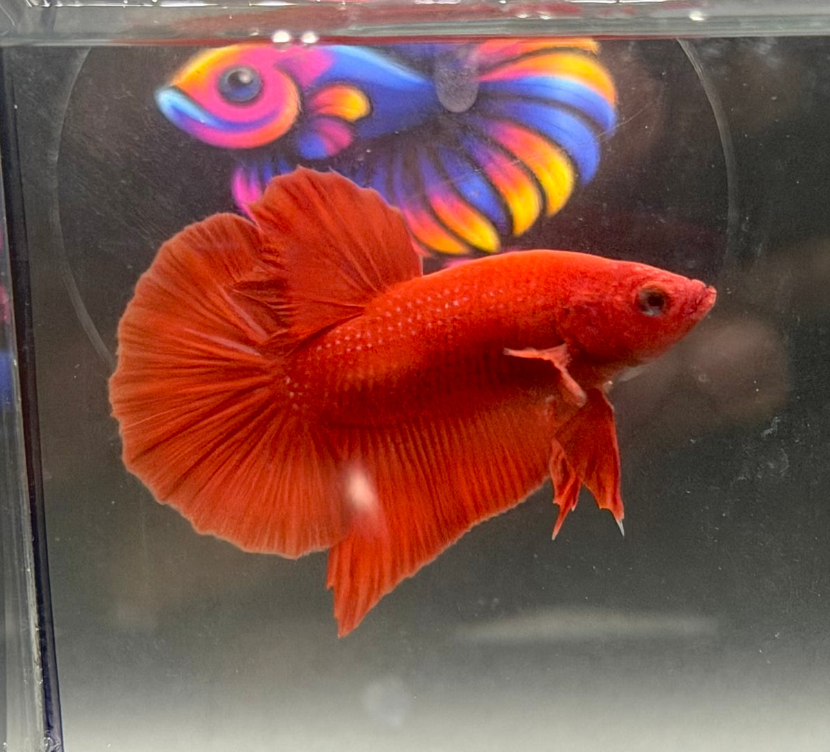 Betta Full Red hmpk macho