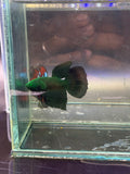 Betta black hulk hm