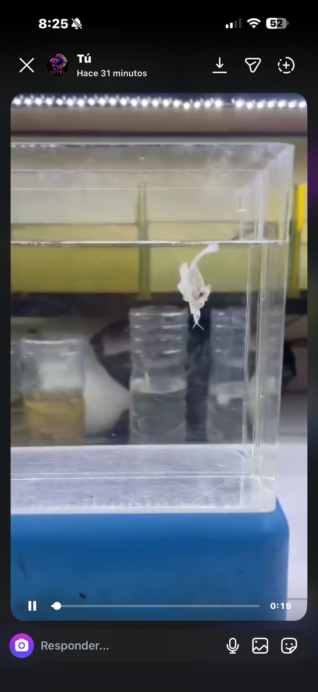 6 bettas