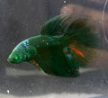 Raro-Betta HM Hulk