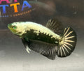 Rare-betta samurai Hulk hmpk 1 macho (💯x💯 real foto)