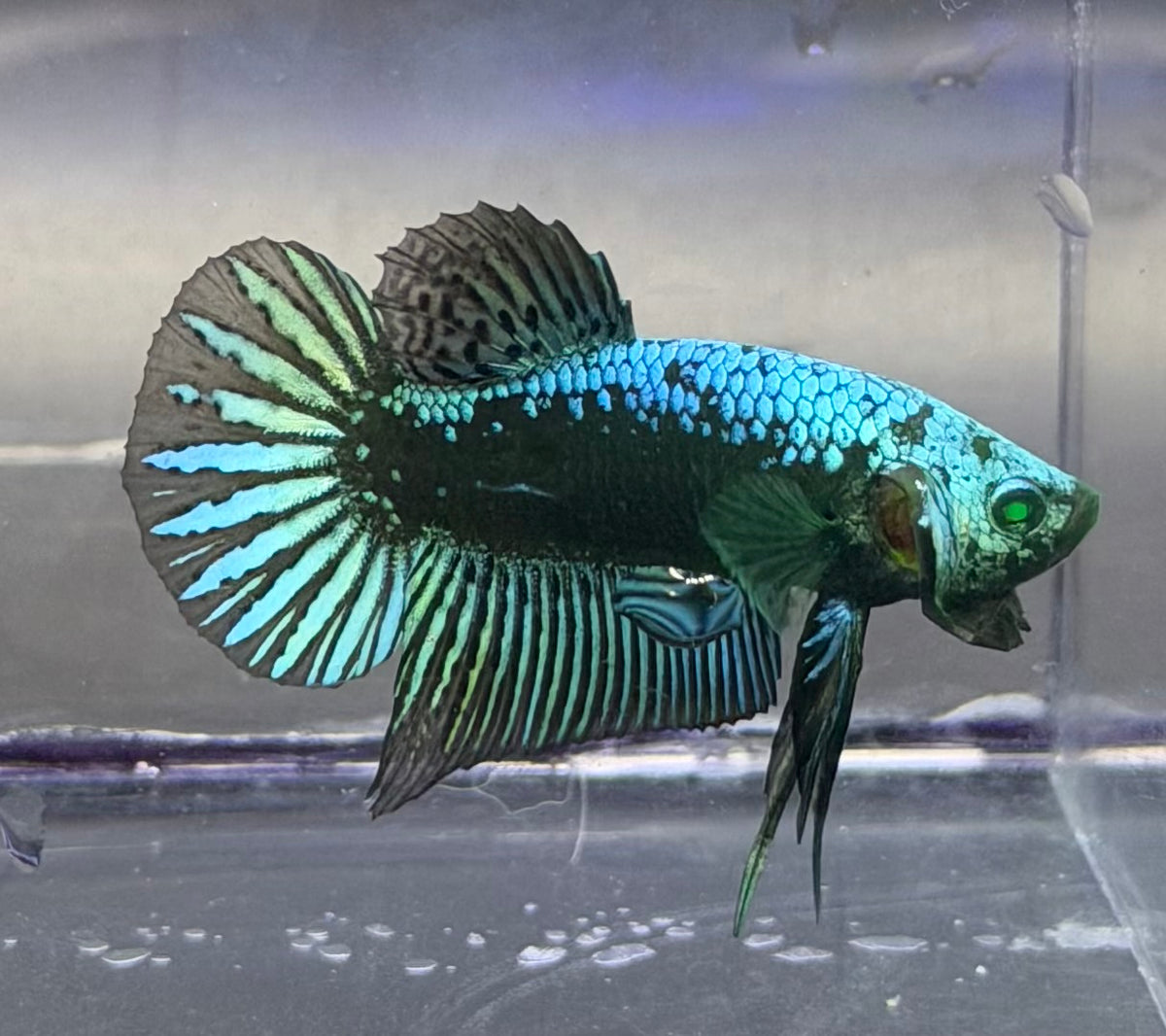 Raro-alíen samurai  Hulk
