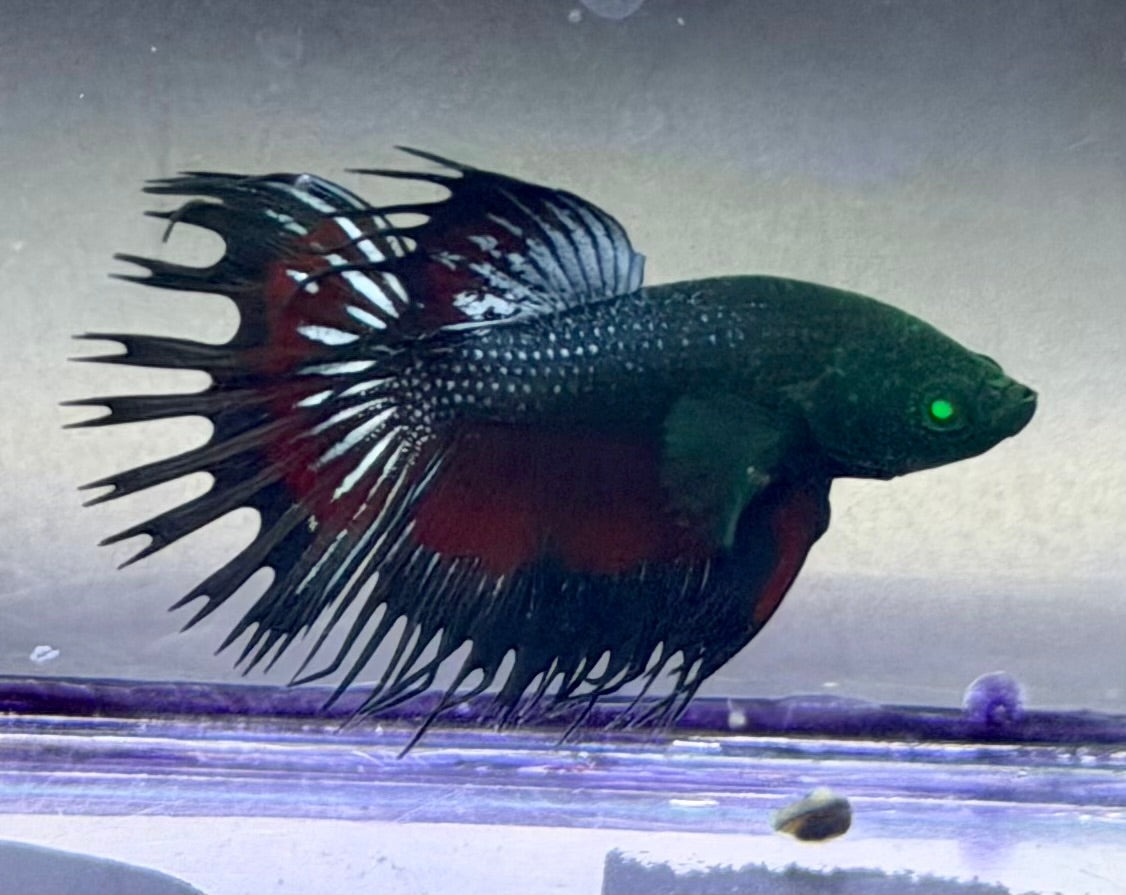Raro betta Cronwtail y galaxy Hulk macho