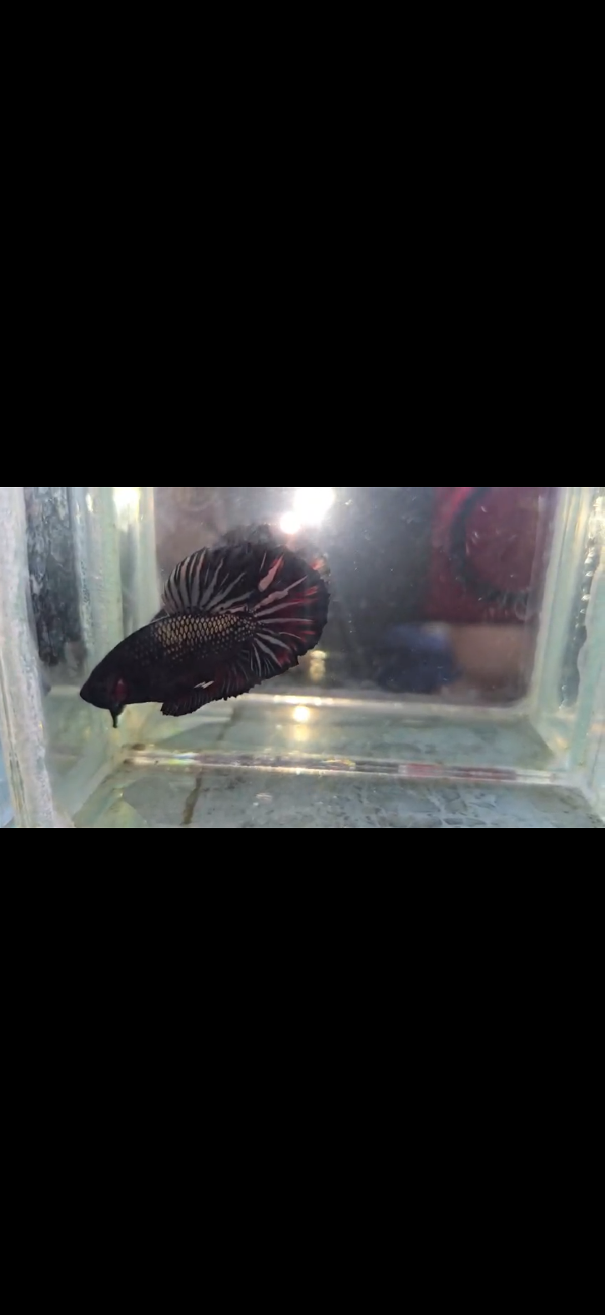6 bettas