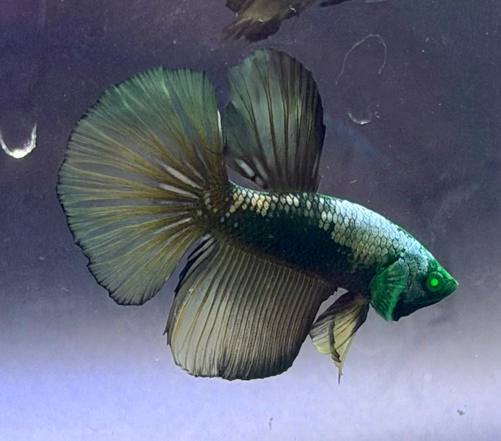 Rare-betta samurai Hulk macho (💯x💯 real foto)