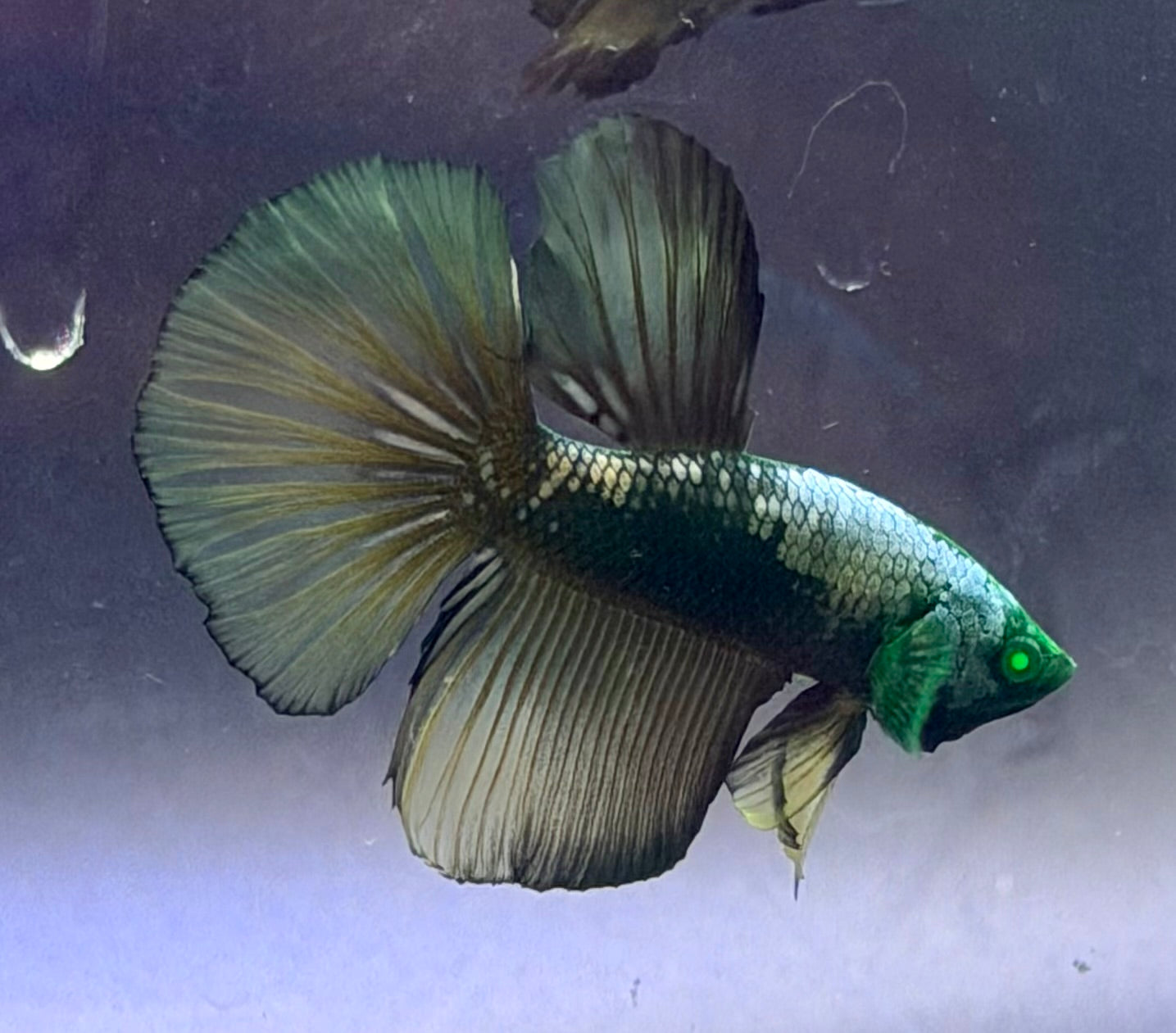 Rare-betta samurai Hulk macho (💯x💯 real foto)