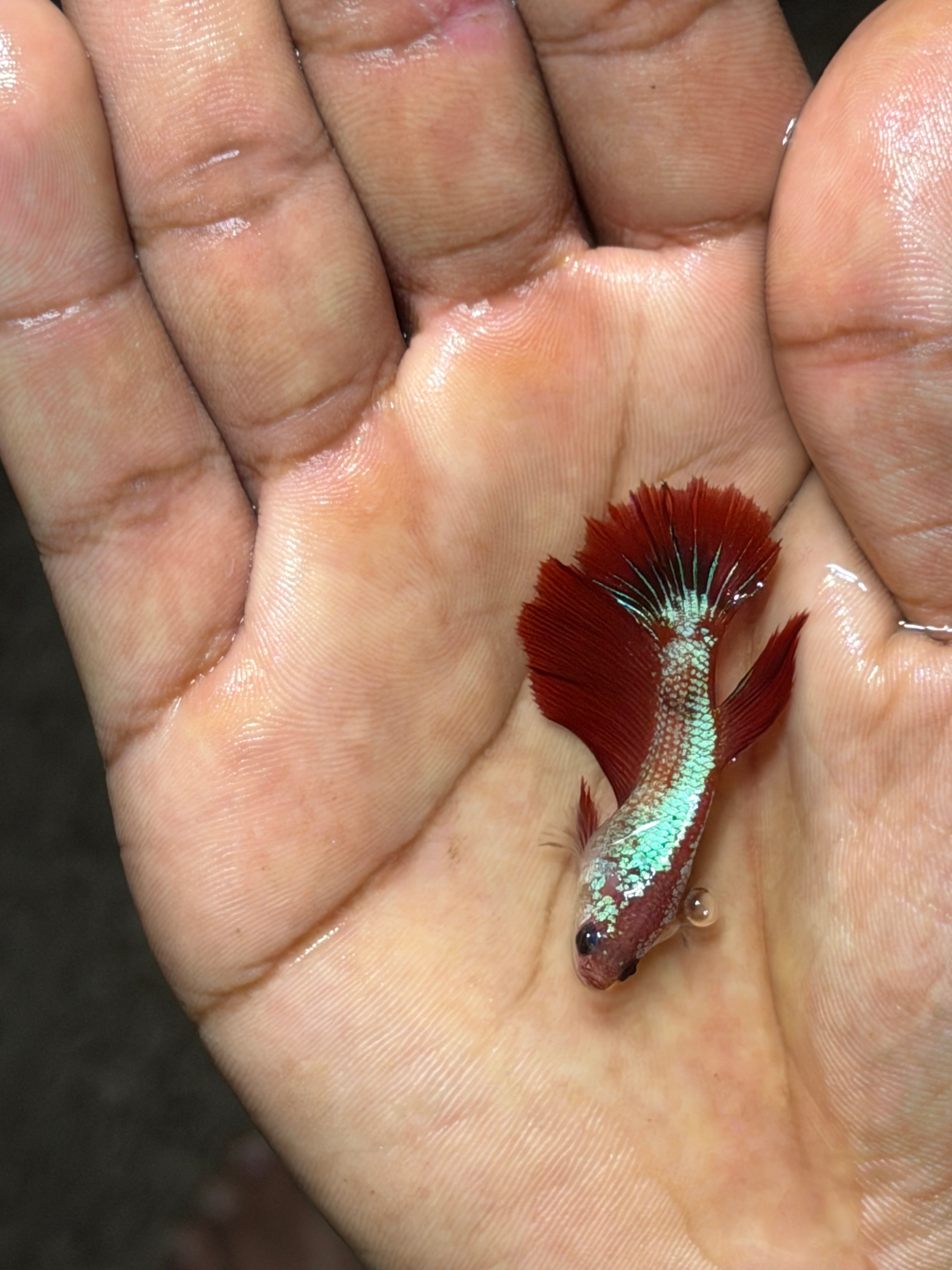 Pareja bettas koi neon raro