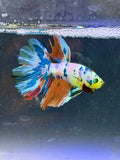 Rare-betta candy neon macho(💯x💯 real foto)