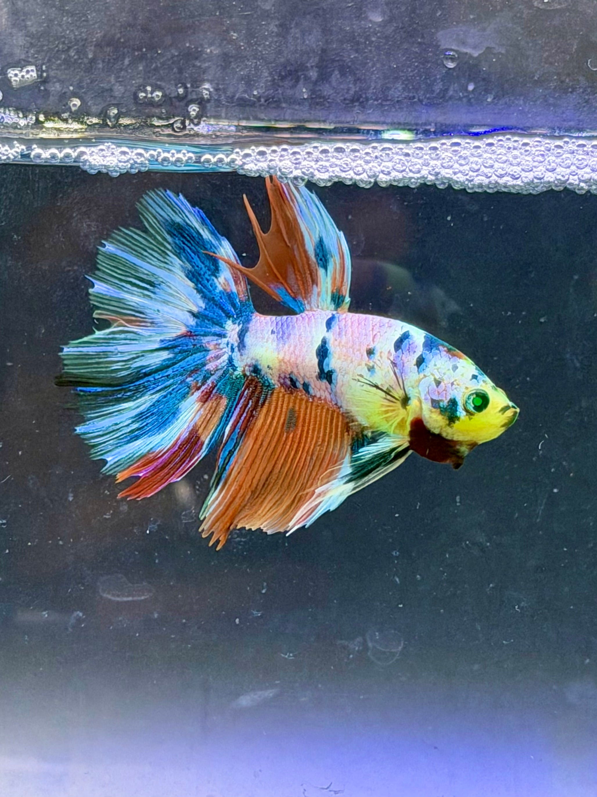 Rare-betta candy neon macho(💯x💯 real foto)