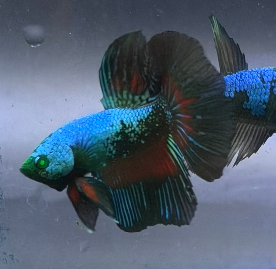Rare-betta samurai avatar 1 macho (💯x💯 real foto)