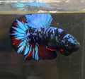 Betta Avatar Blue (Pez 💯x💯 exacto)