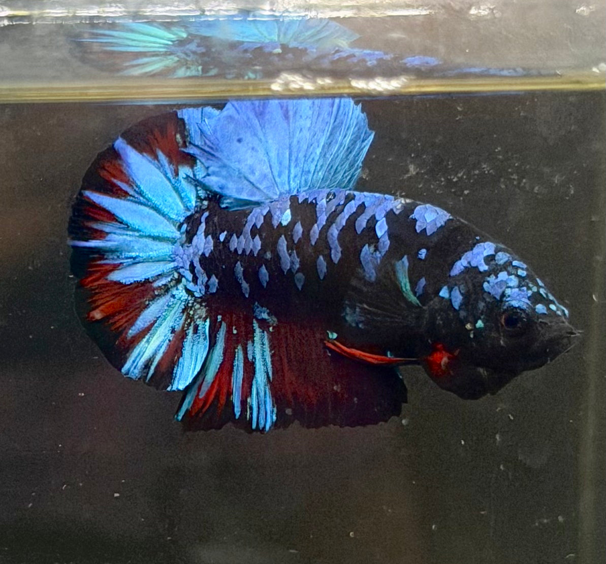 Betta Avatar Blue (Pez 💯x💯 exacto)