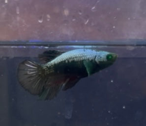Betta hembra dragon samurai hulk