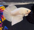 Betta white Hmpk calidad